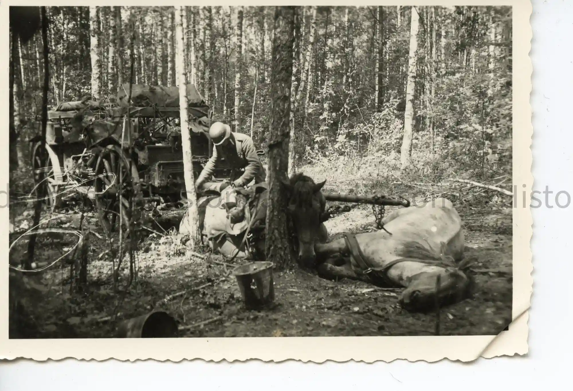 WWII PHOTO - GERMAN SOLDIER & KIA HORSES IN FOREST