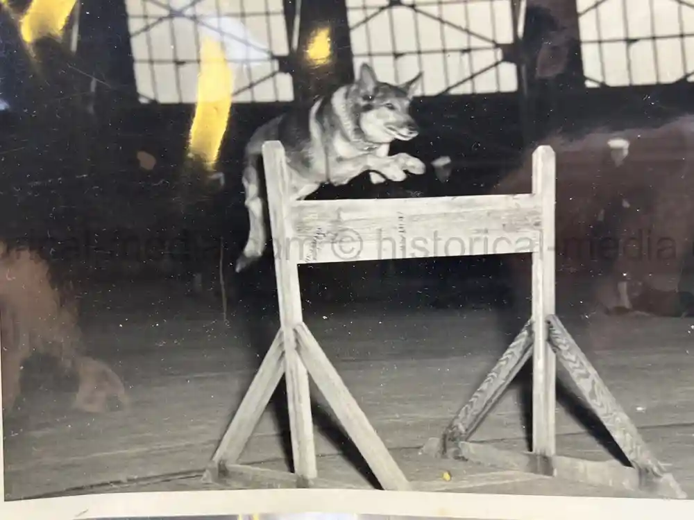 US WWII COAST GUARD WAR DOGS PHOTO, MANUAL AND DOCUMENT ARCHIVE - RARE!