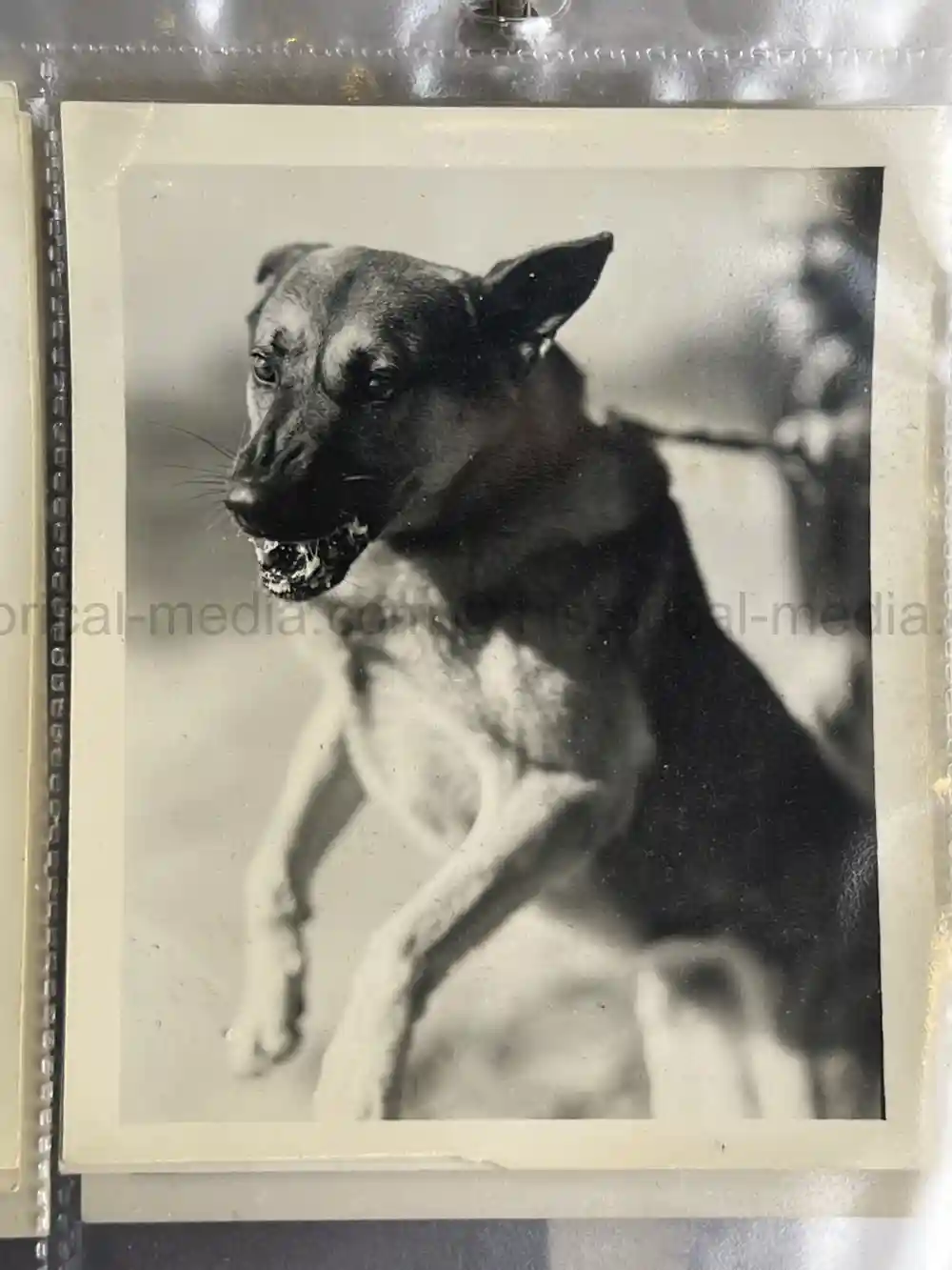 US WWII COAST GUARD WAR DOGS PHOTO, MANUAL AND DOCUMENT ARCHIVE - RARE!