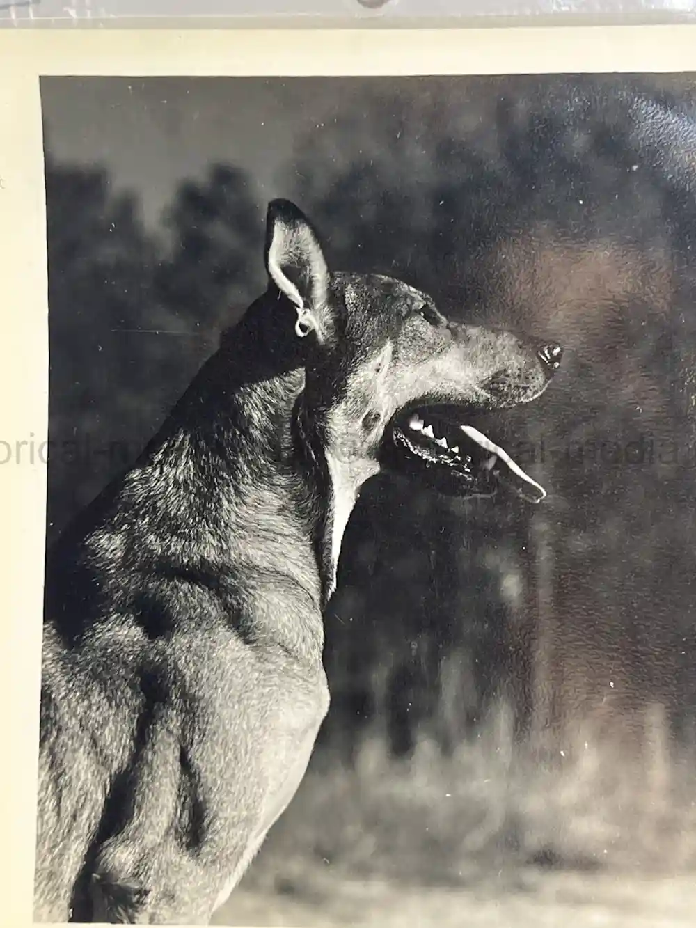 US WWII COAST GUARD WAR DOGS PHOTO, MANUAL AND DOCUMENT ARCHIVE - RARE!