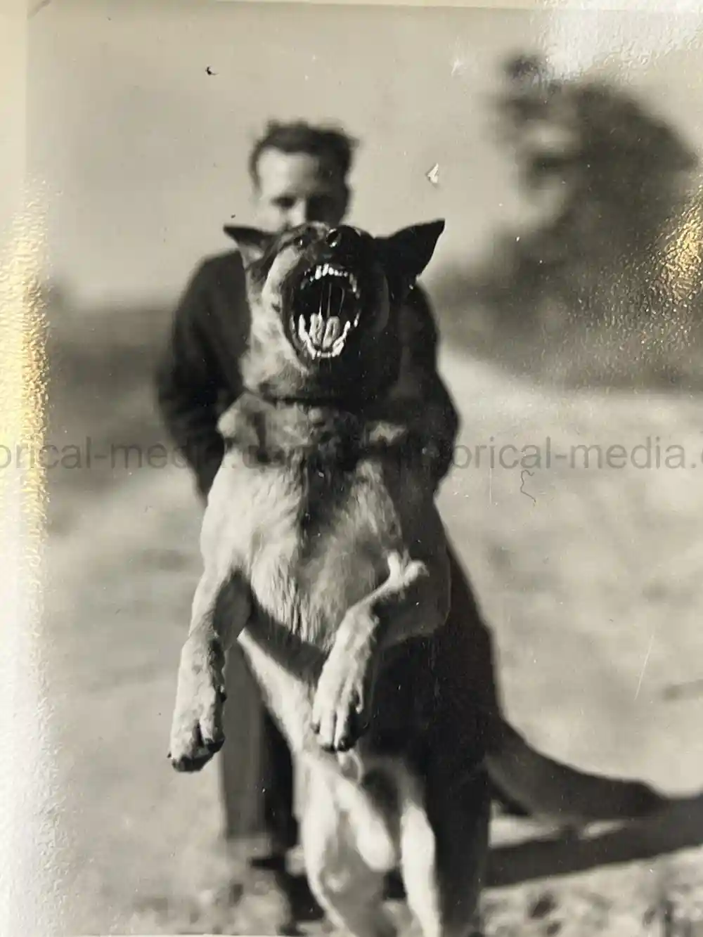 US WWII COAST GUARD WAR DOGS PHOTO, MANUAL AND DOCUMENT ARCHIVE - RARE!