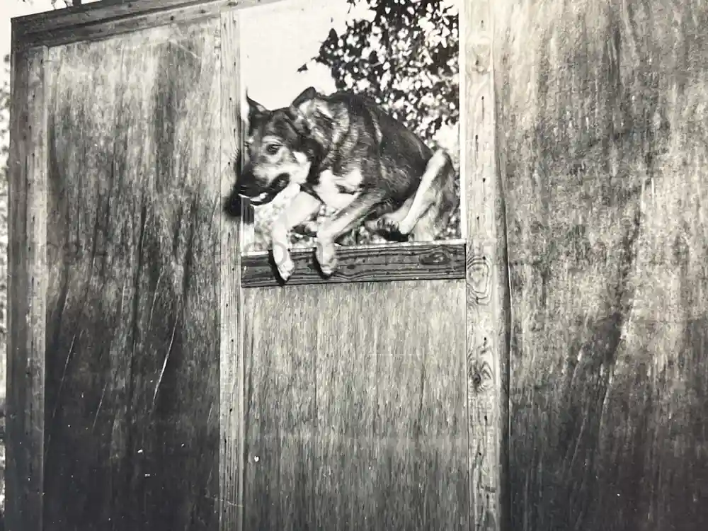 US WWII COAST GUARD WAR DOGS PHOTO, MANUAL AND DOCUMENT ARCHIVE - RARE!