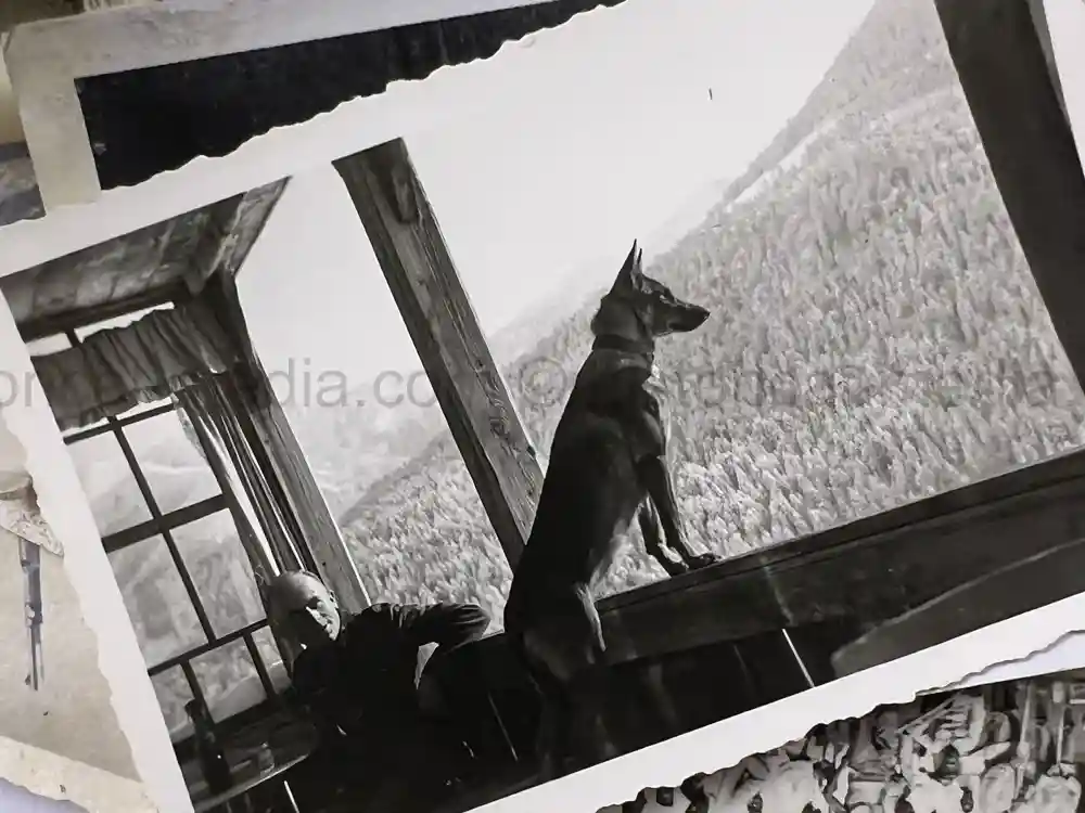 WWII GERMAN ARMY PHOTO GROUPING