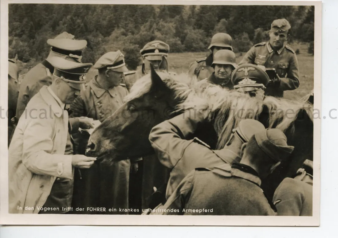POSTCARD PHOTO - HITLER & HORSE - VOGESEN FRANCE 1940